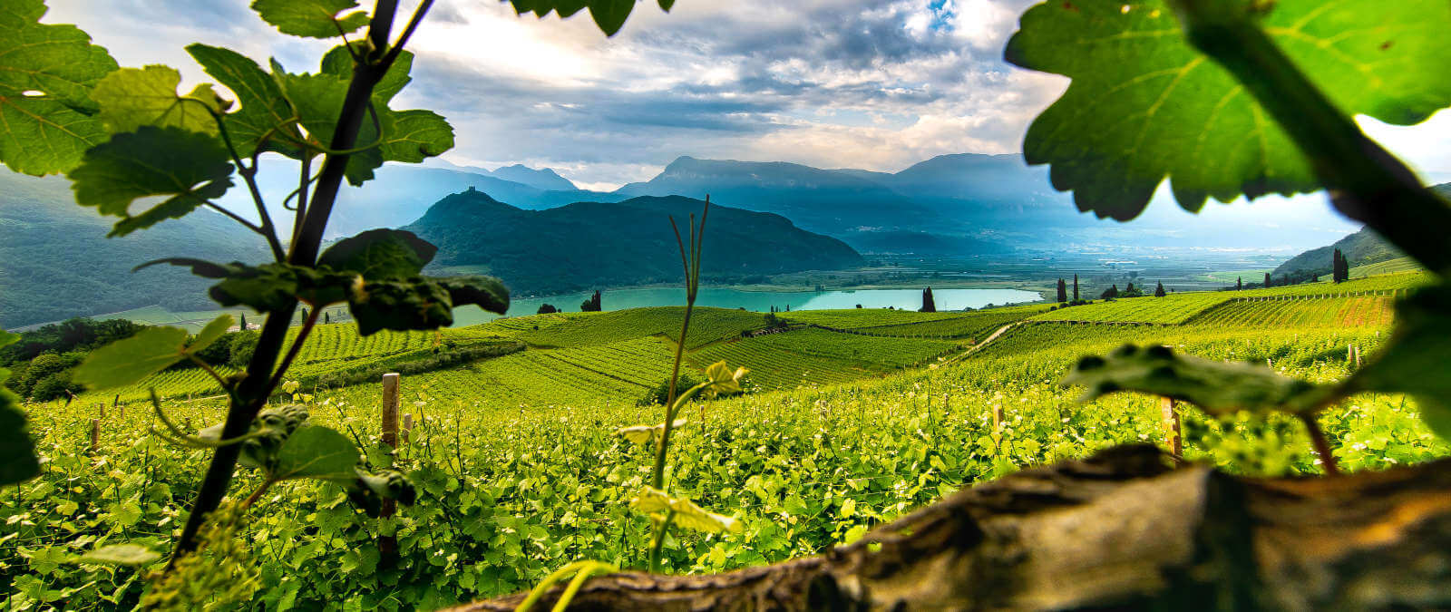 Vigneto & enoteca a Caldaro