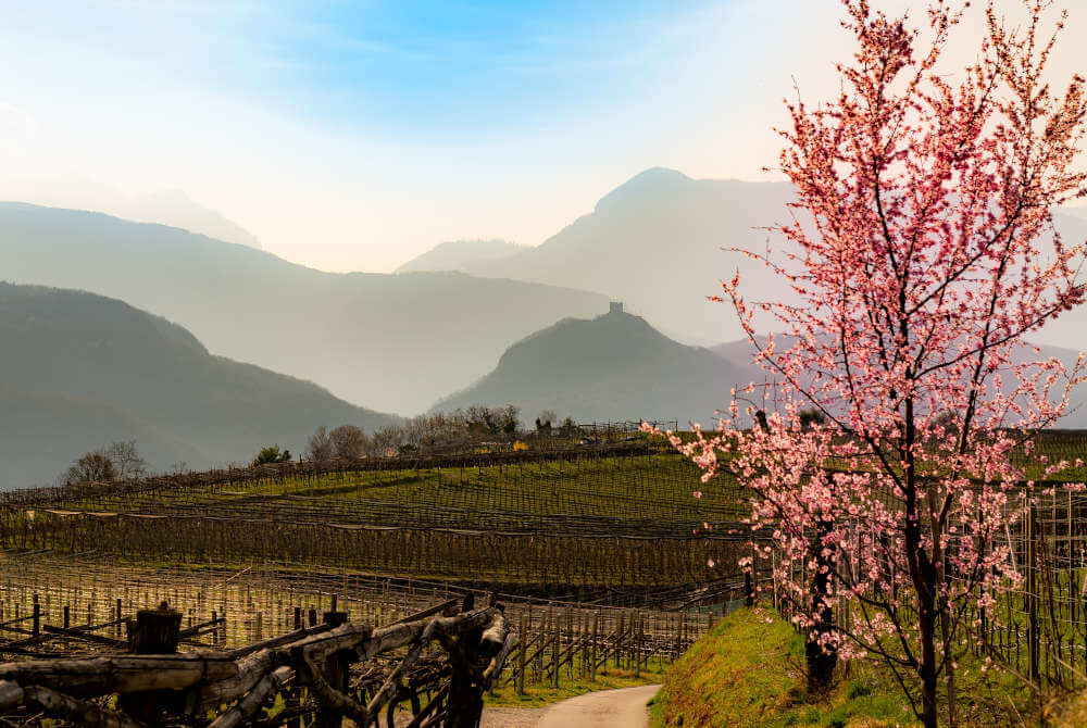 Weingut im Frühjahr