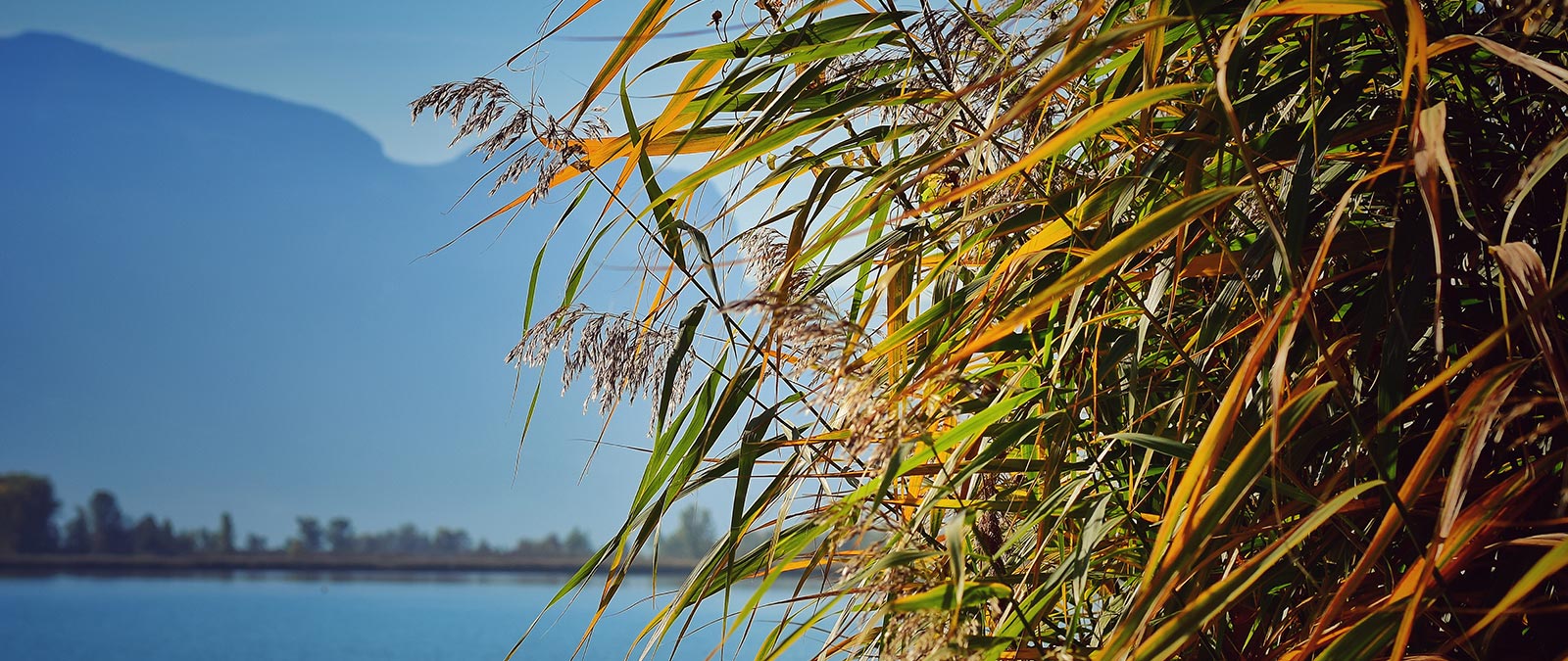 Lake Caldaro in South Tyrol